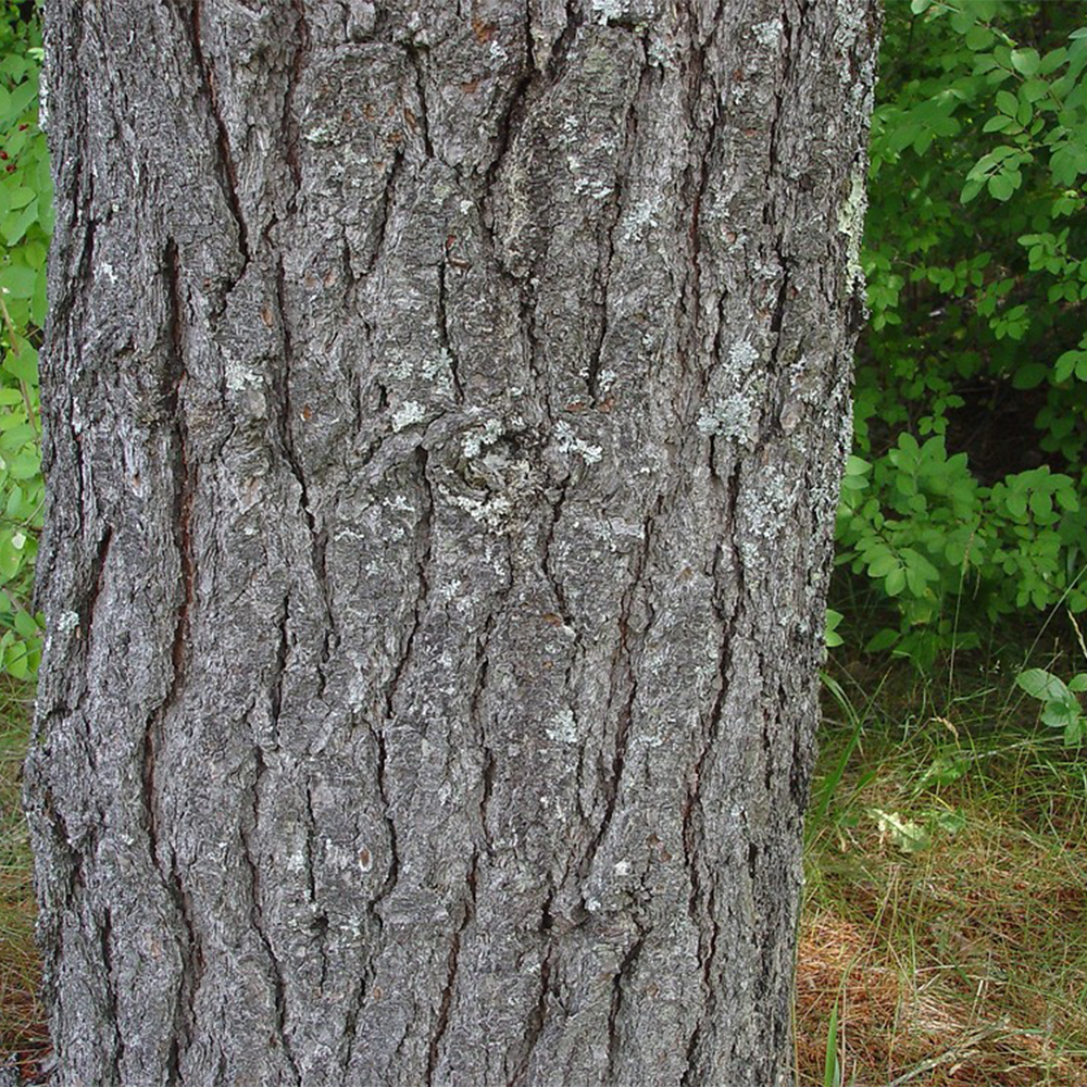 Eastern White Pine (Pinus strobus)