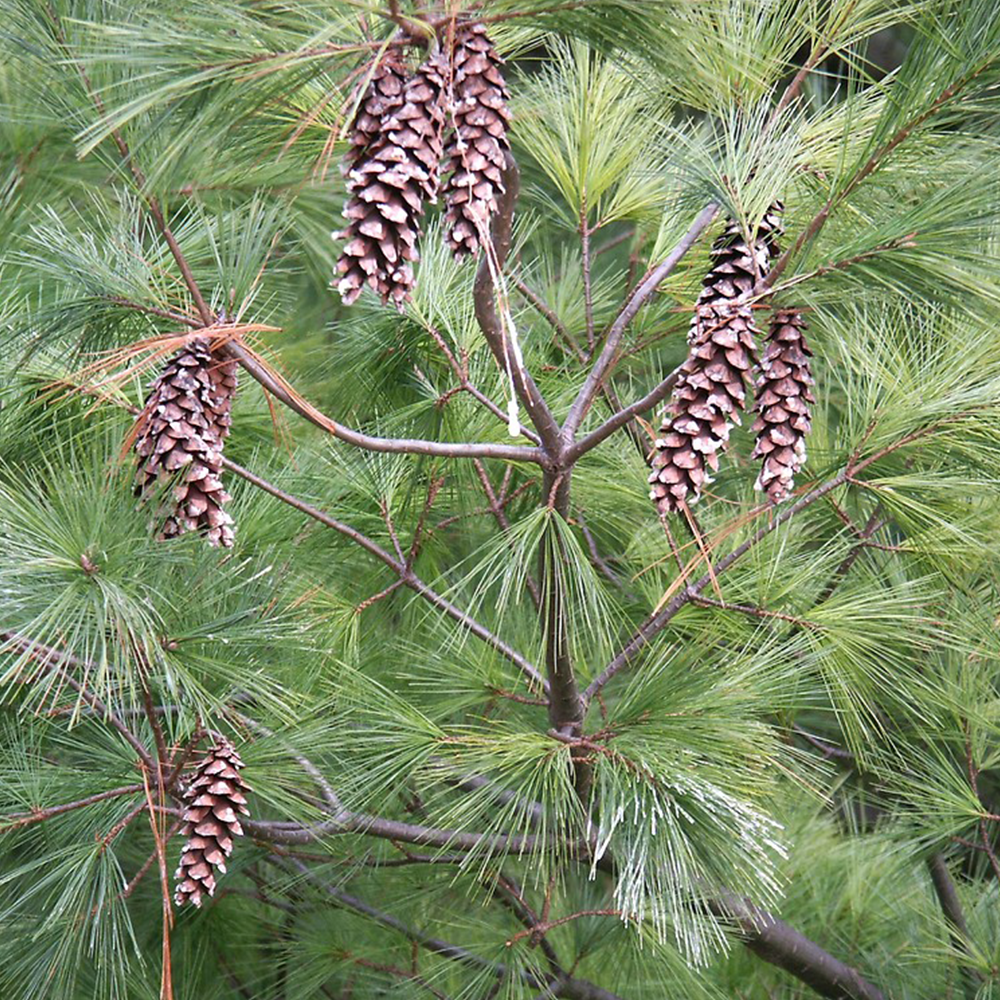 Eastern White Pine (Pinus strobus)