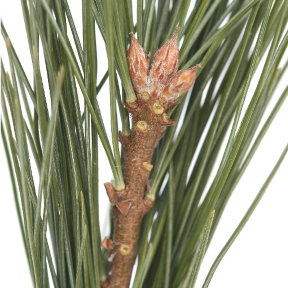 Eastern White Pine (Pinus strobus)