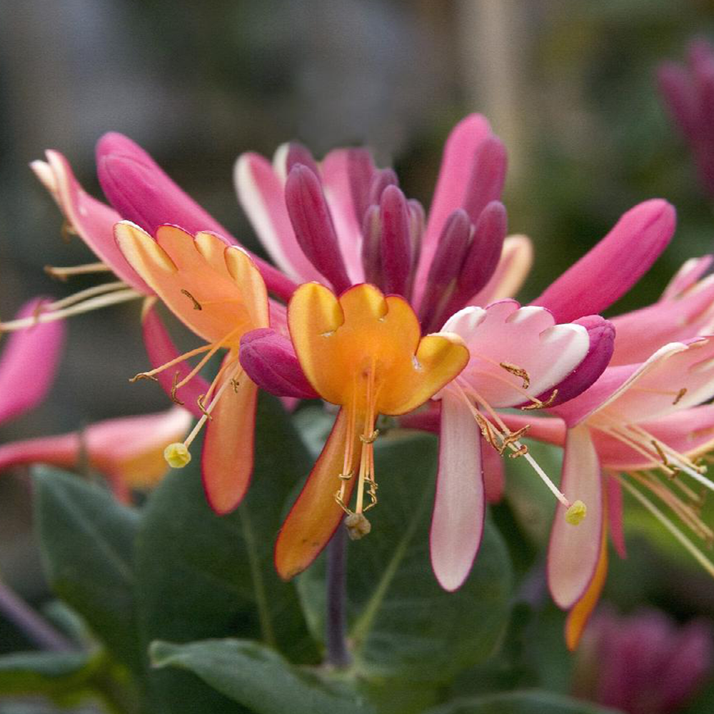 Honeysuckle (Lonicera spp.)