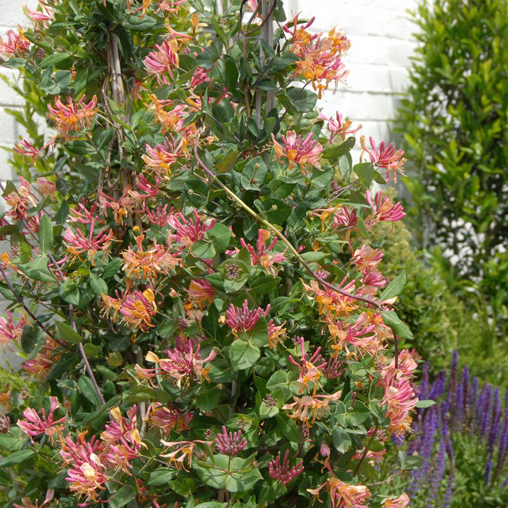 Honeysuckle (Lonicera spp.)