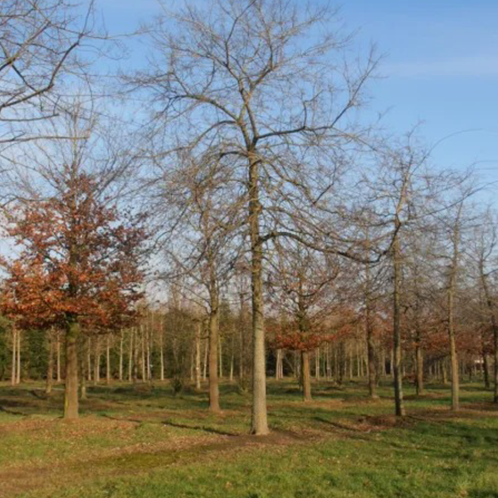 Northern Hackberry (Celtis occidentalis)