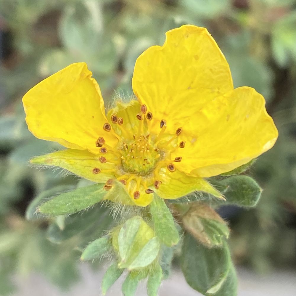 Potentilla (Dasiphora fruticosa)
