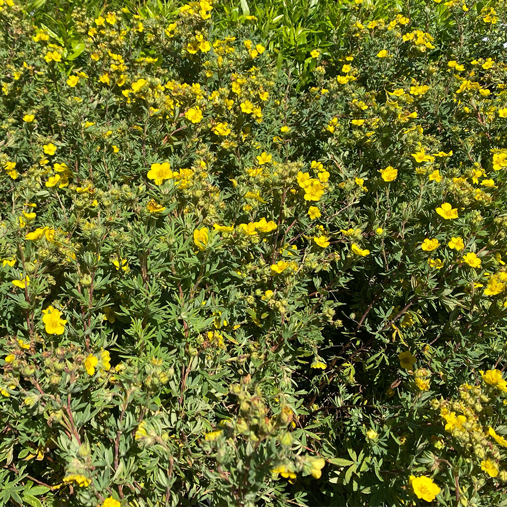 Potentilla (Dasiphora fruticosa)