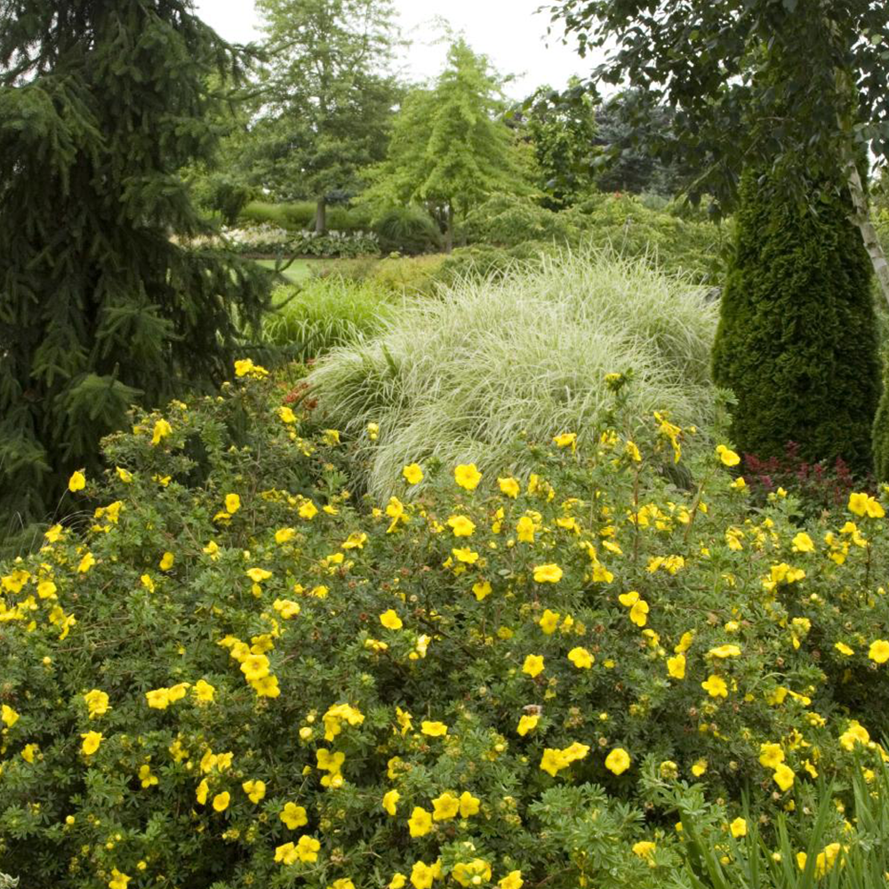 Potentilla (Potentilla fruticosa)