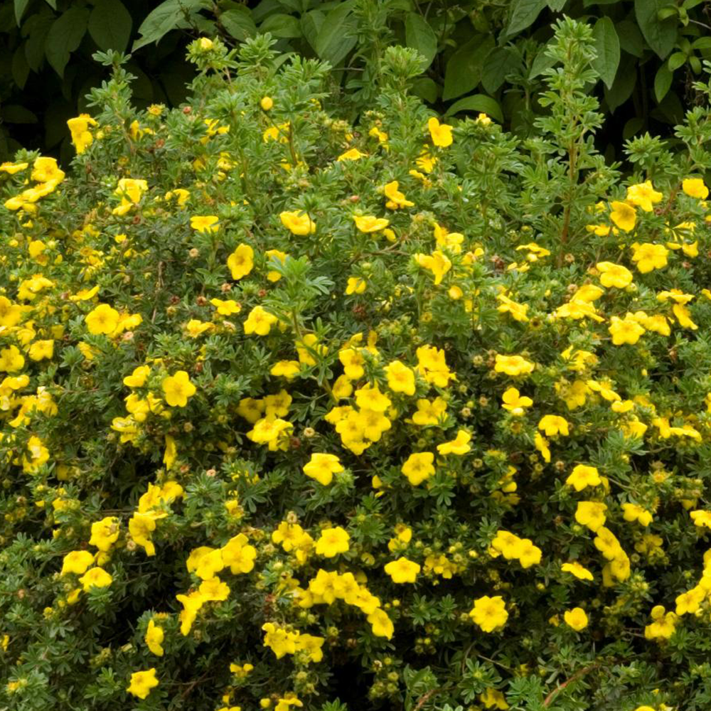 Potentilla (Potentilla fruticosa)