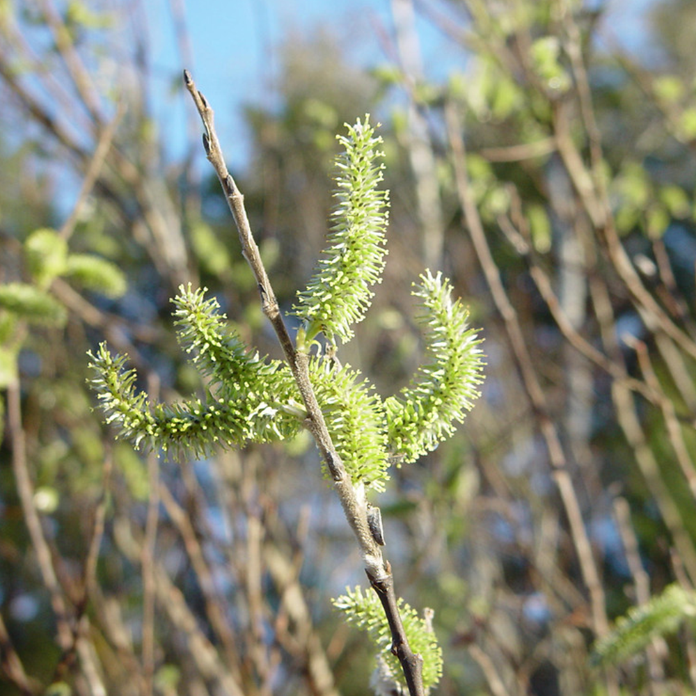Pussy willow (Salix discolor)