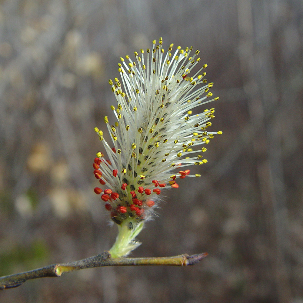Pussy willow (Salix discolor)