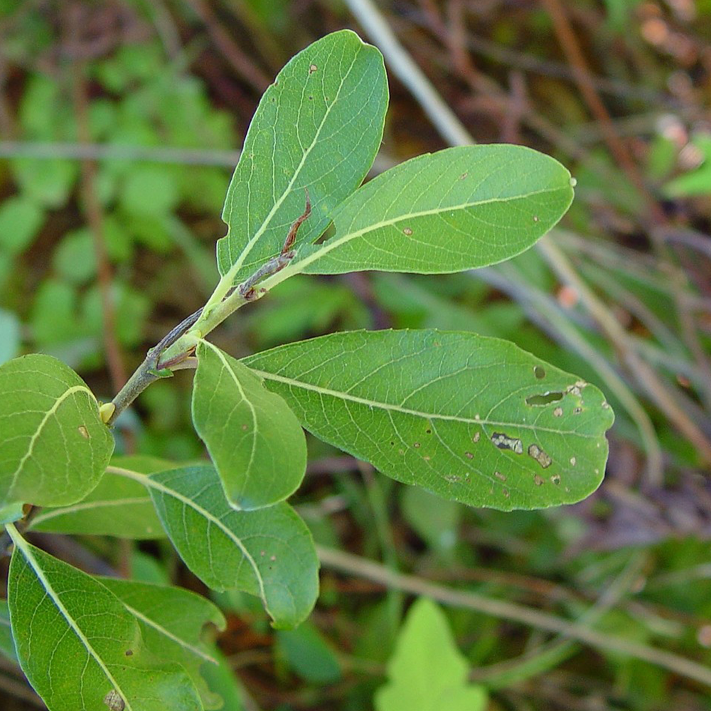 Pussy willow (Salix discolor)