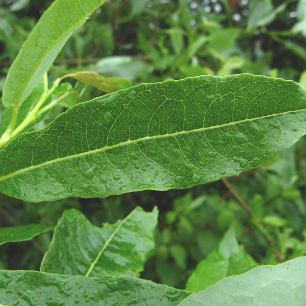 Pussy willow (Salix discolor)