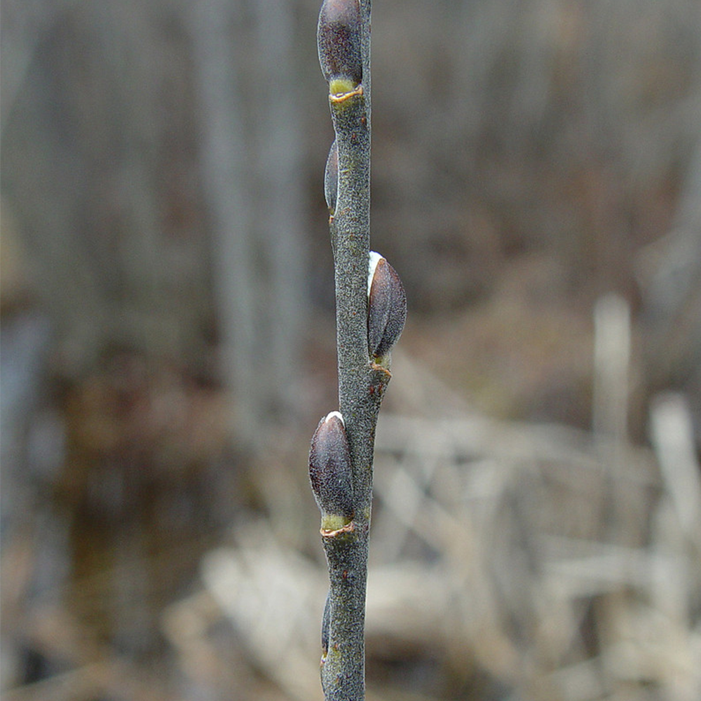 Pussy willow (Salix discolor)