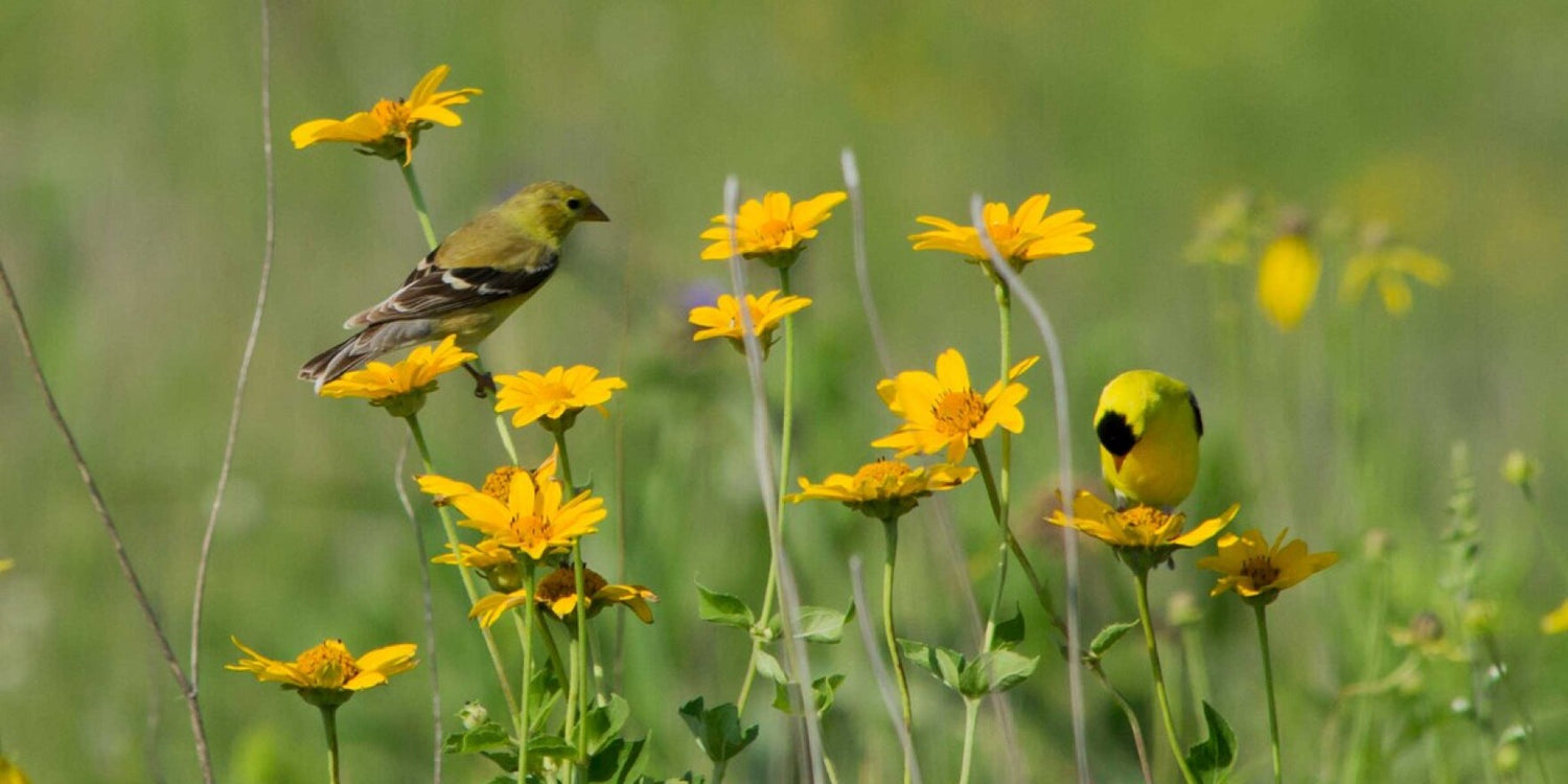 Our Favorite Iowa Native Plants for Landscaping