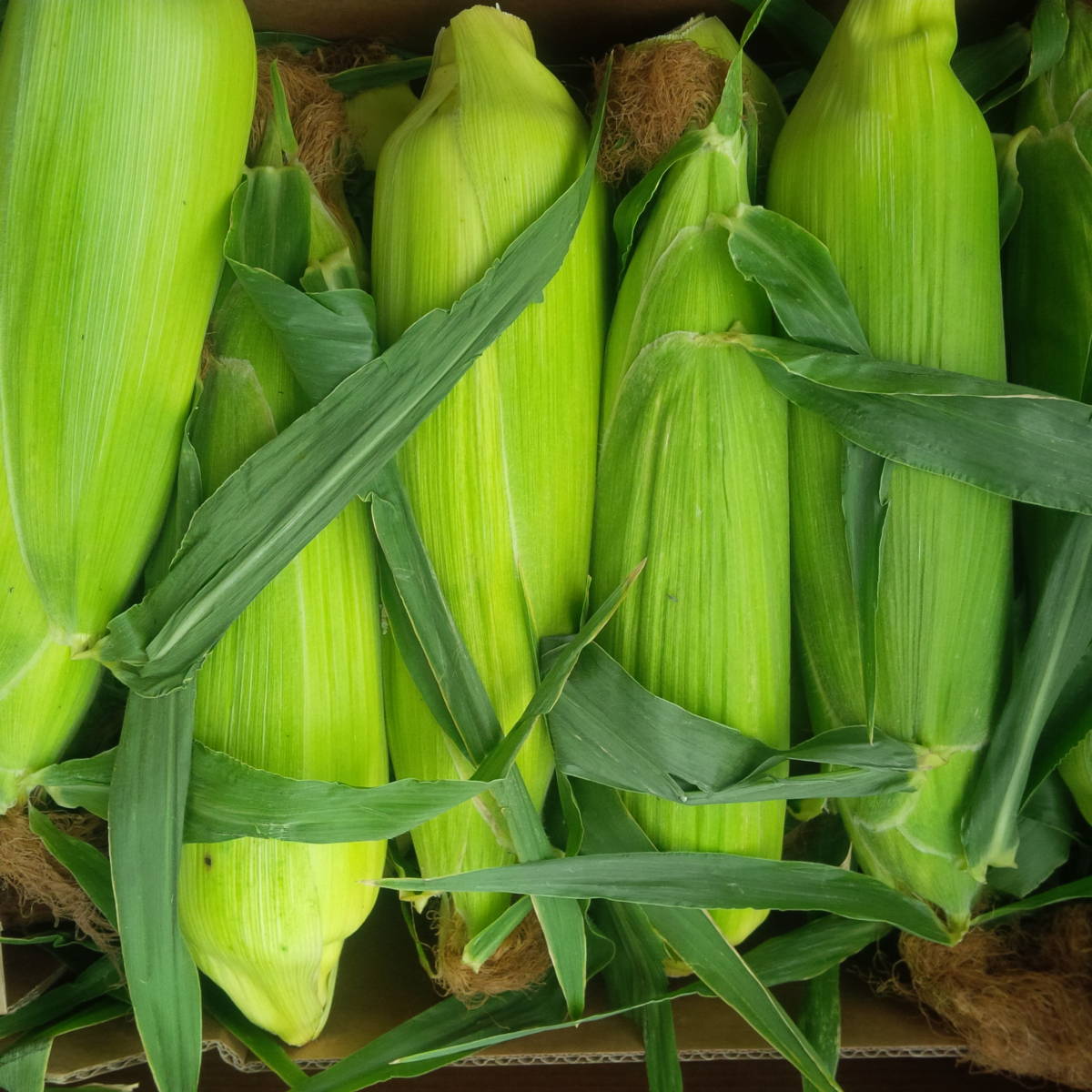 1/2 dozen corn on the cob