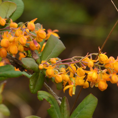 Barberry (Berberis spp.)