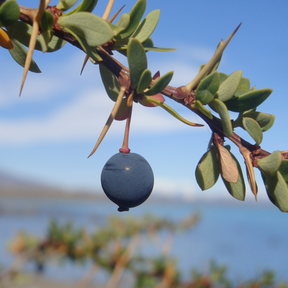 Barberry (Berberis spp.)