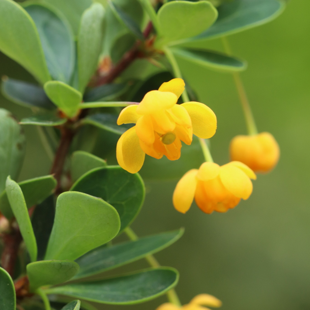 Barberry (Berberis spp.)