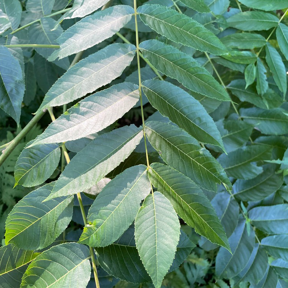 Black Walnut (Juglans nigra) | Shade Trees with Rich Foliage - Hynek ...