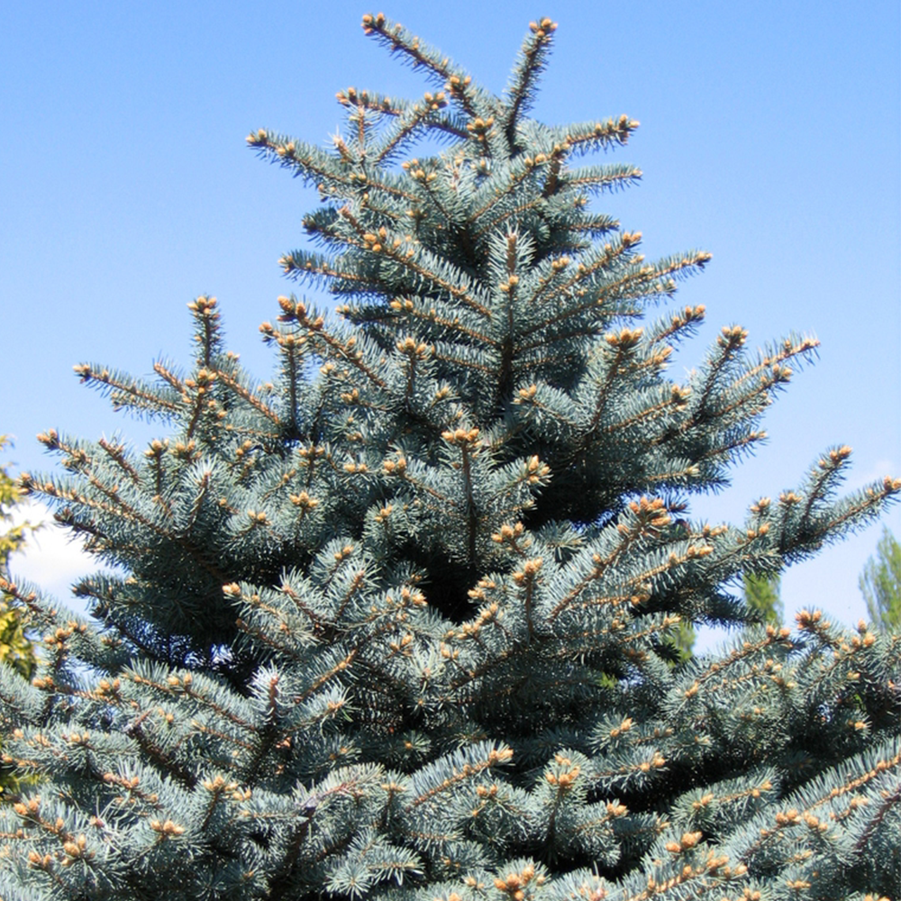 Blue Spruce (Picea pungens)
