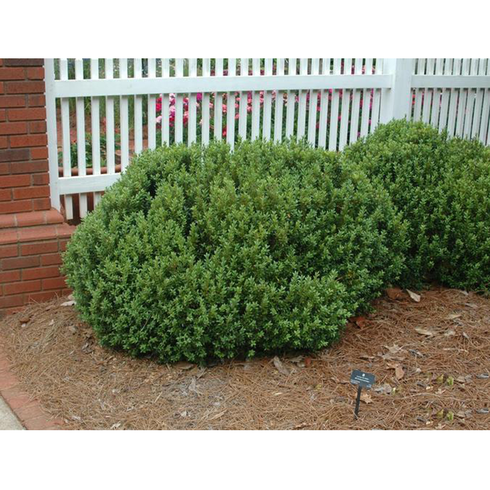 Boxwood (Buxus spp.)