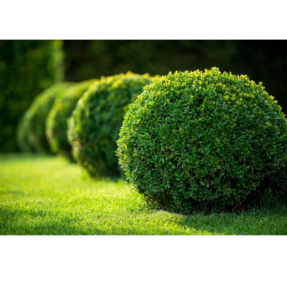 Boxwood (Buxus spp.)