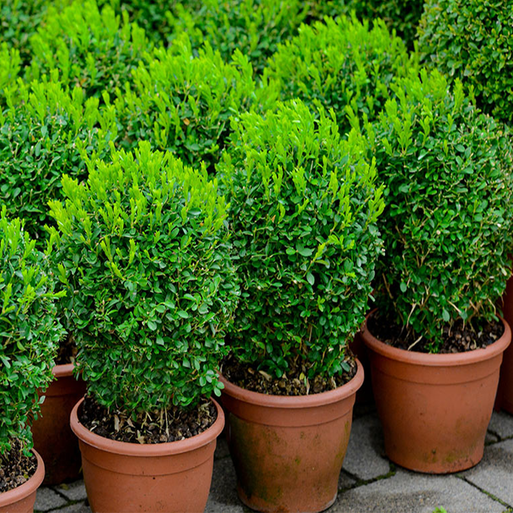 Boxwood (Buxus spp.)