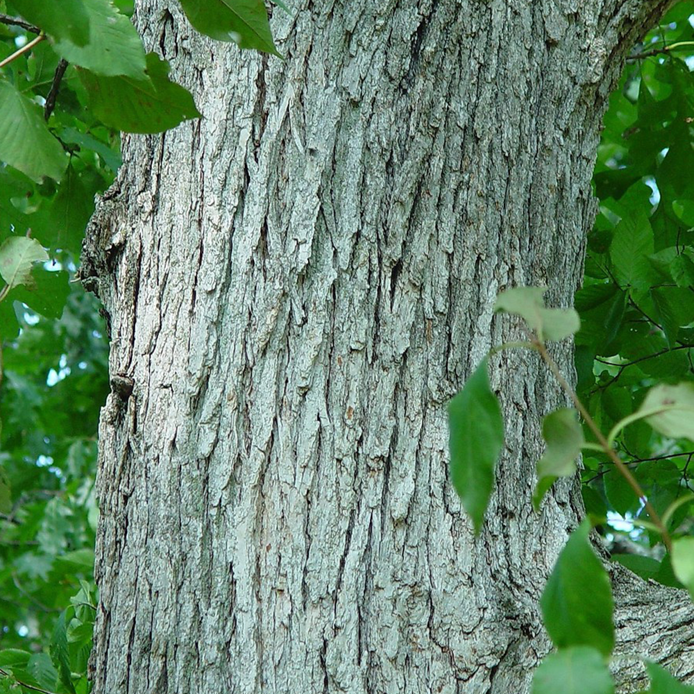 Bur Oak (Quercus macrocarpa)