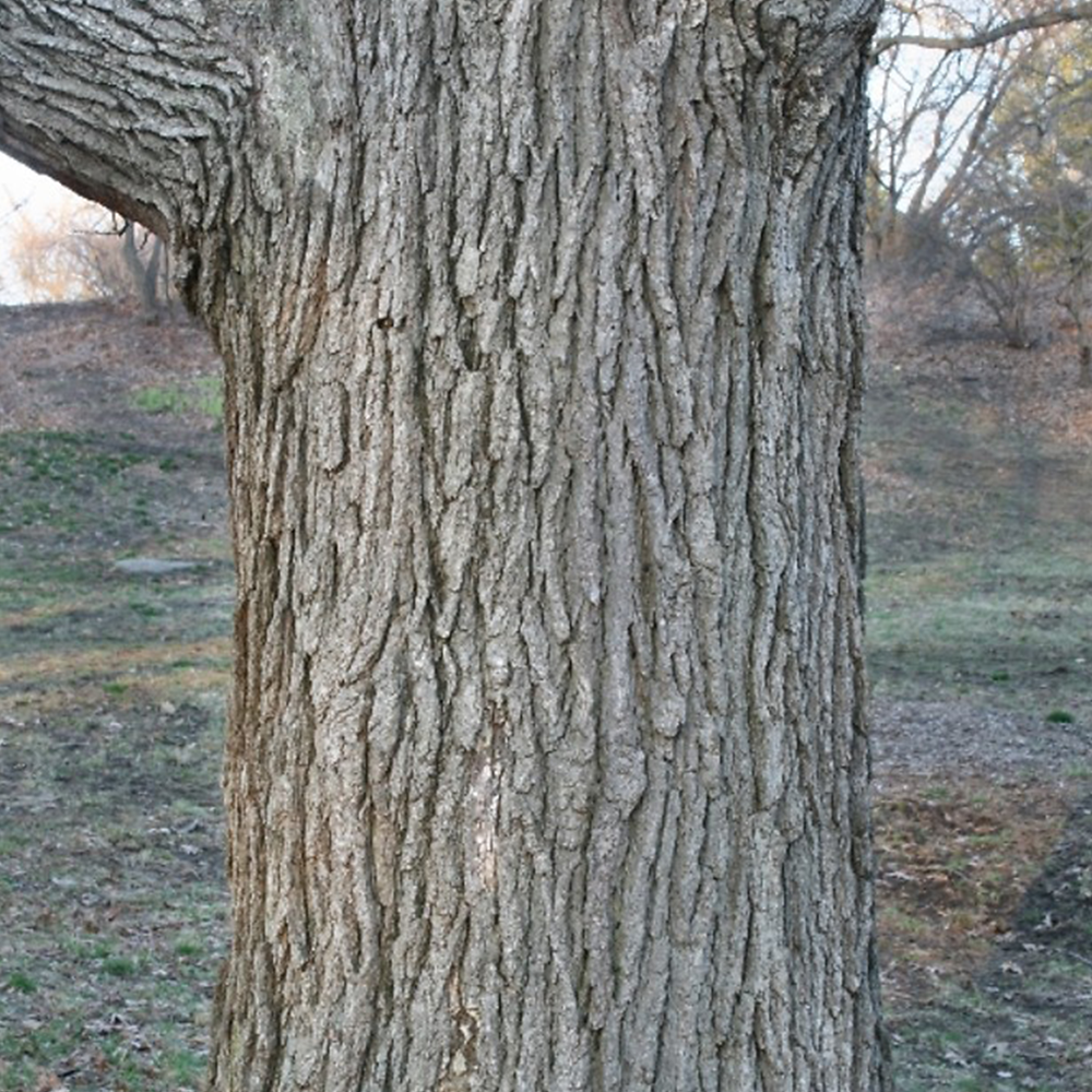 Bur Oak (Quercus macrocarpa)