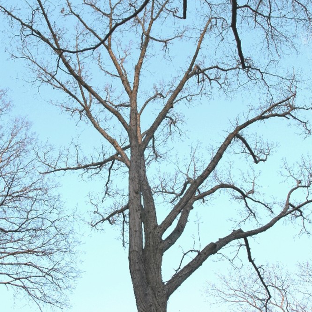 Bur Oak (Quercus macrocarpa)