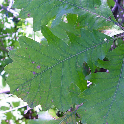 Bur Oak (Quercus macrocarpa)