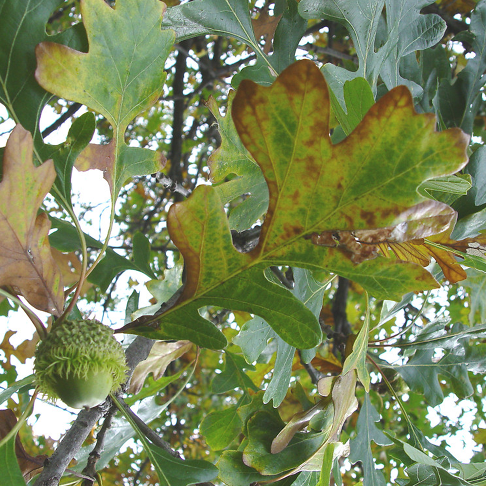 Bur Oak (Quercus macrocarpa)