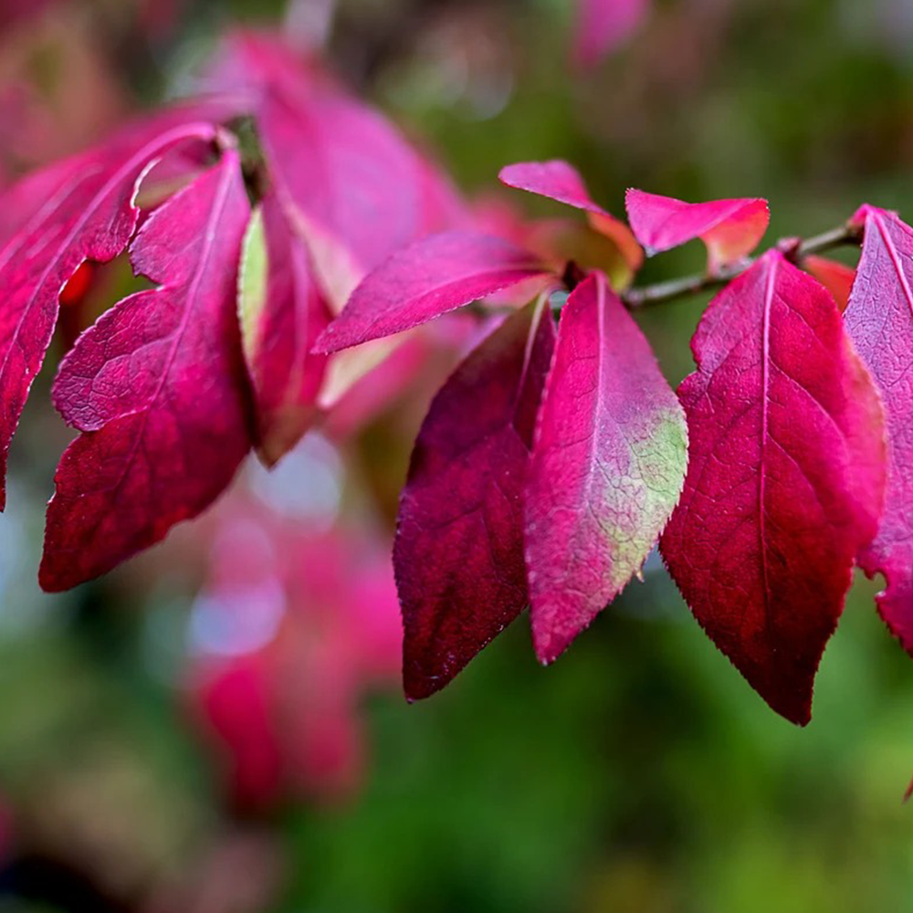 Burning bush (Euonymus alatus)