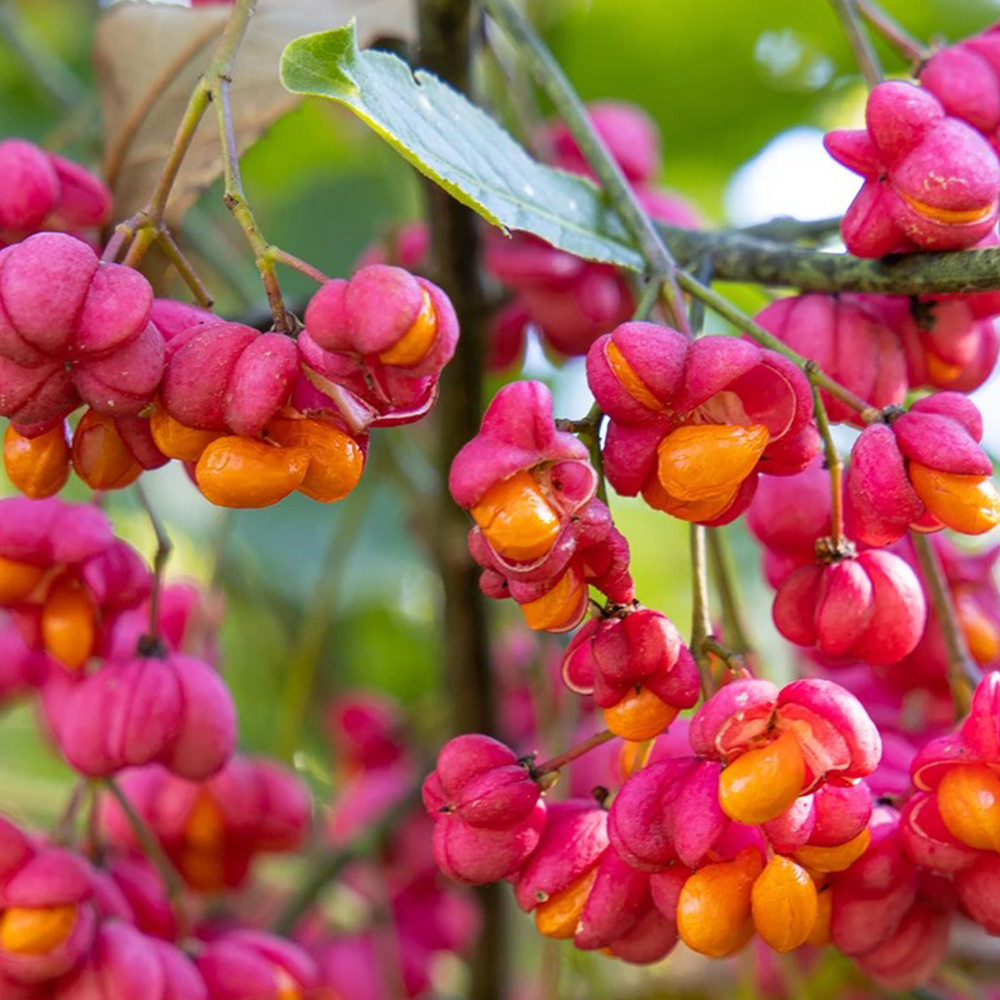 Burning bush (Euonymus alatus)