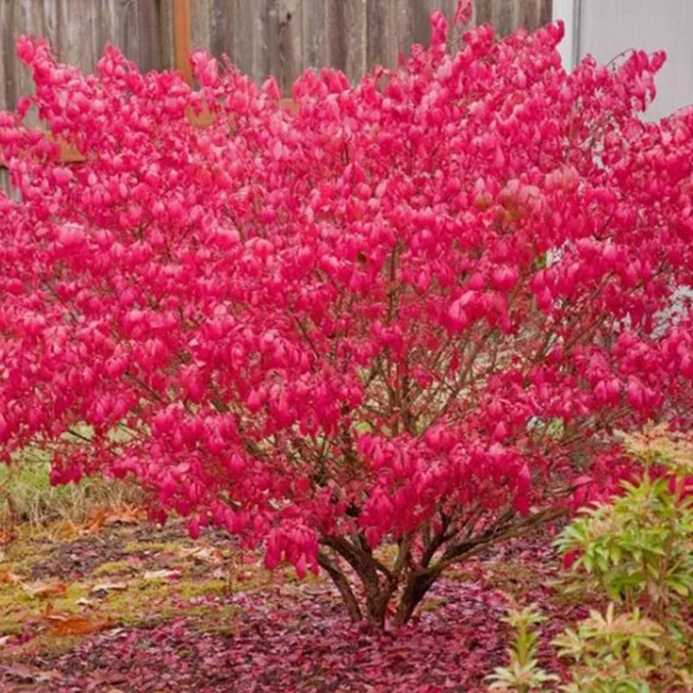 Burning bush (Euonymus alatus)