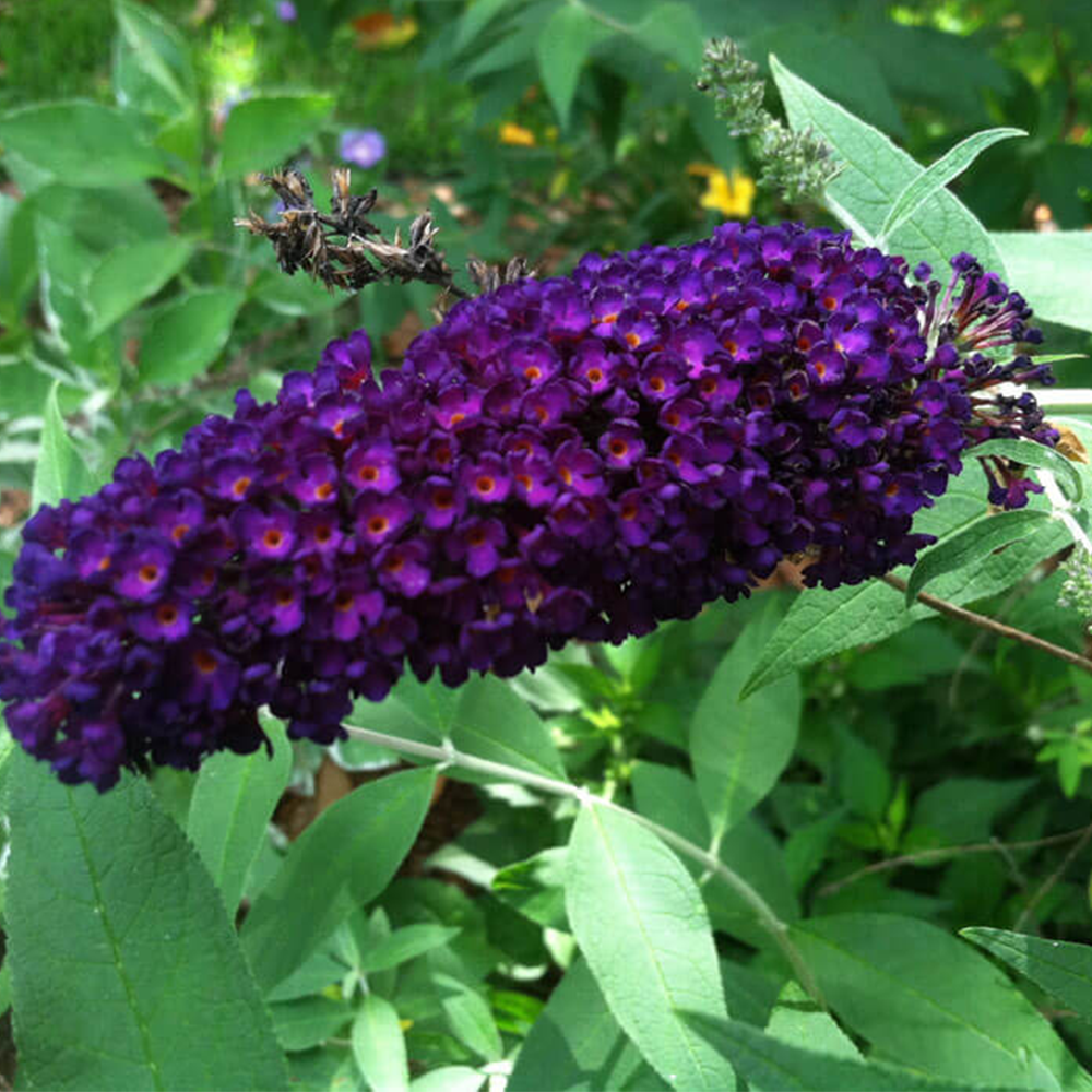 Butterfly bush (Buddleja spp.)