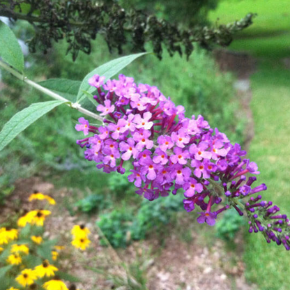 Butterfly bush (Buddleja spp.)