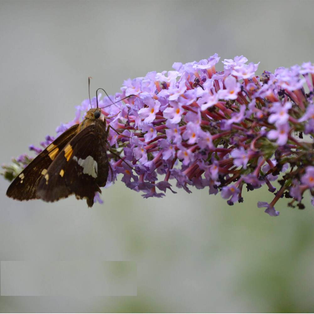 Butterfly bush (Buddleja spp.)