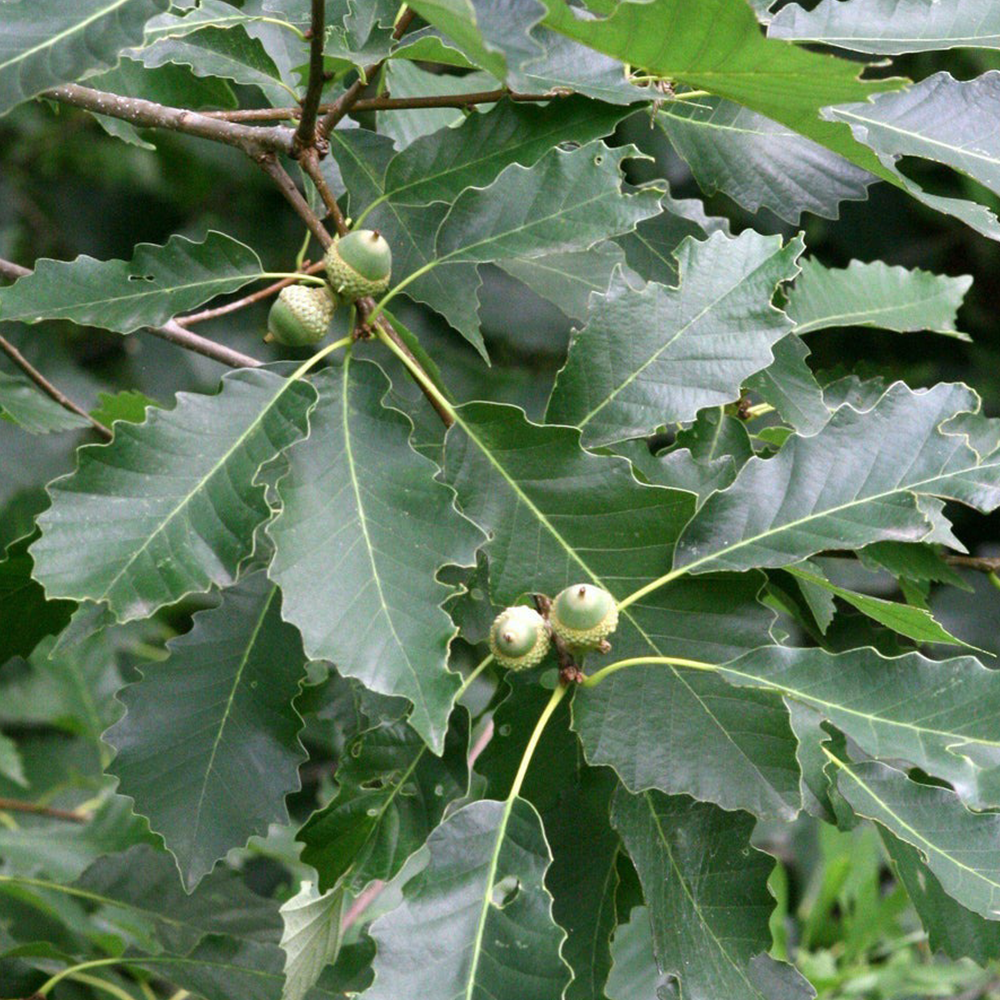 Chinkapin Oak (Quercus muehlenbergii)