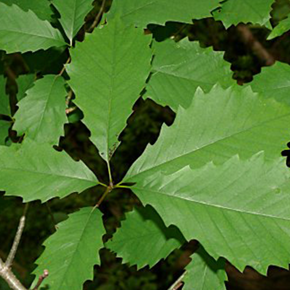 Chinkapin Oak (Quercus muehlenbergii)