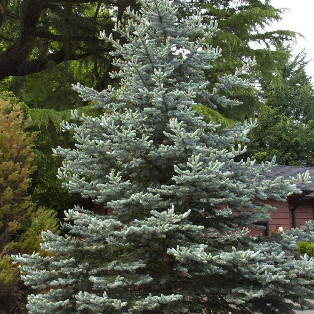 Colorado Spruce (Picea pungens)