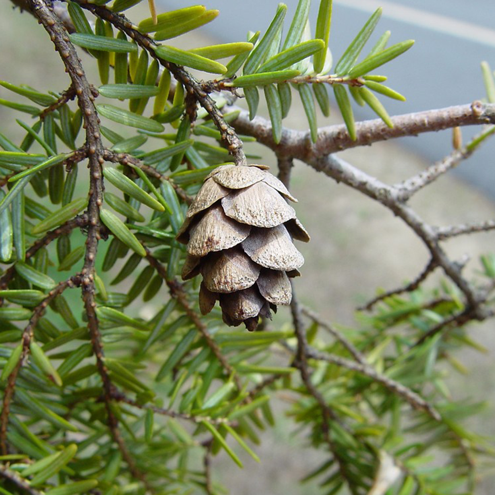 Eastern Hemlock (Tsuga canadensis)