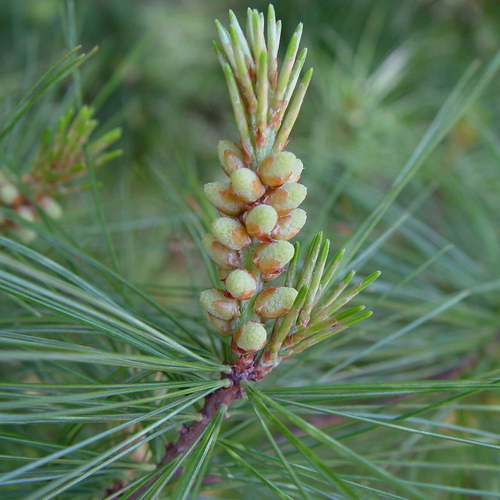 Eastern White Pine (Pinus strobus)