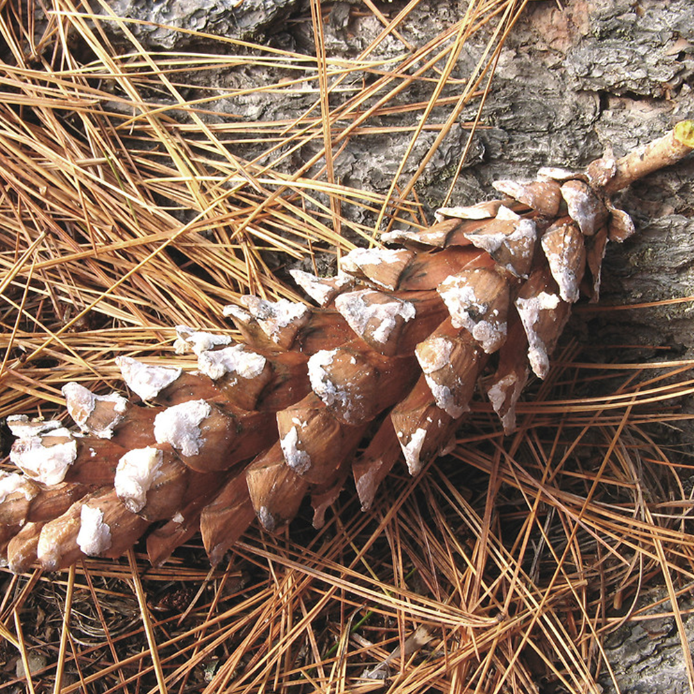 Eastern White Pine (Pinus strobus)