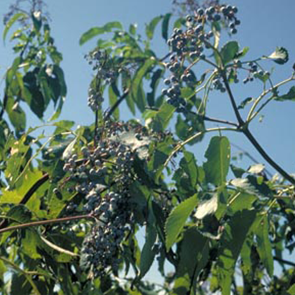 Elderberry (Sambucus spp.)