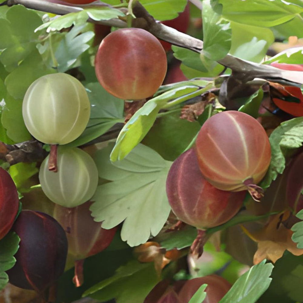 Gooseberry (Ribes spp.)