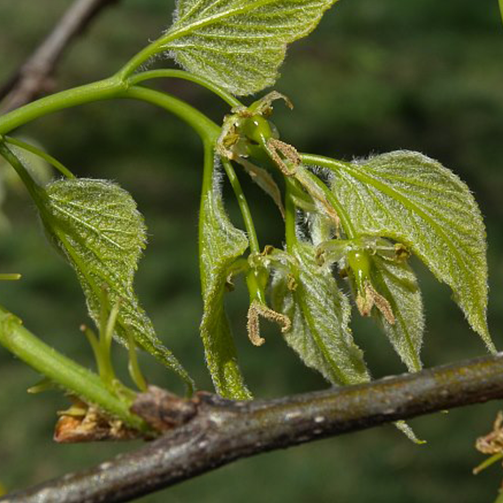 Hackberry (Celtis occidentalis)