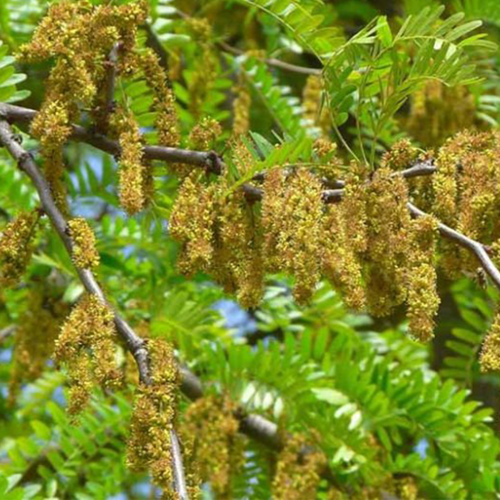 Honey Locust (Gleditsia triacanthos)