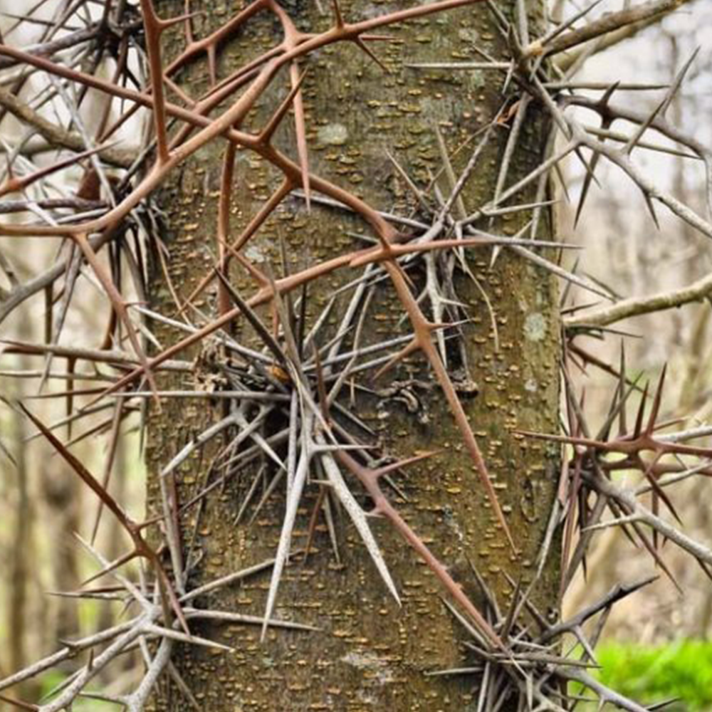 Honey Locust (Gleditsia triacanthos)