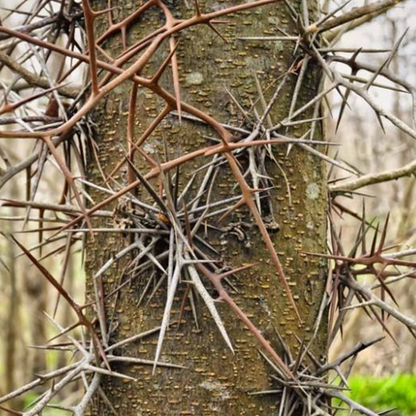 Honey Locust (Gleditsia triacanthos)