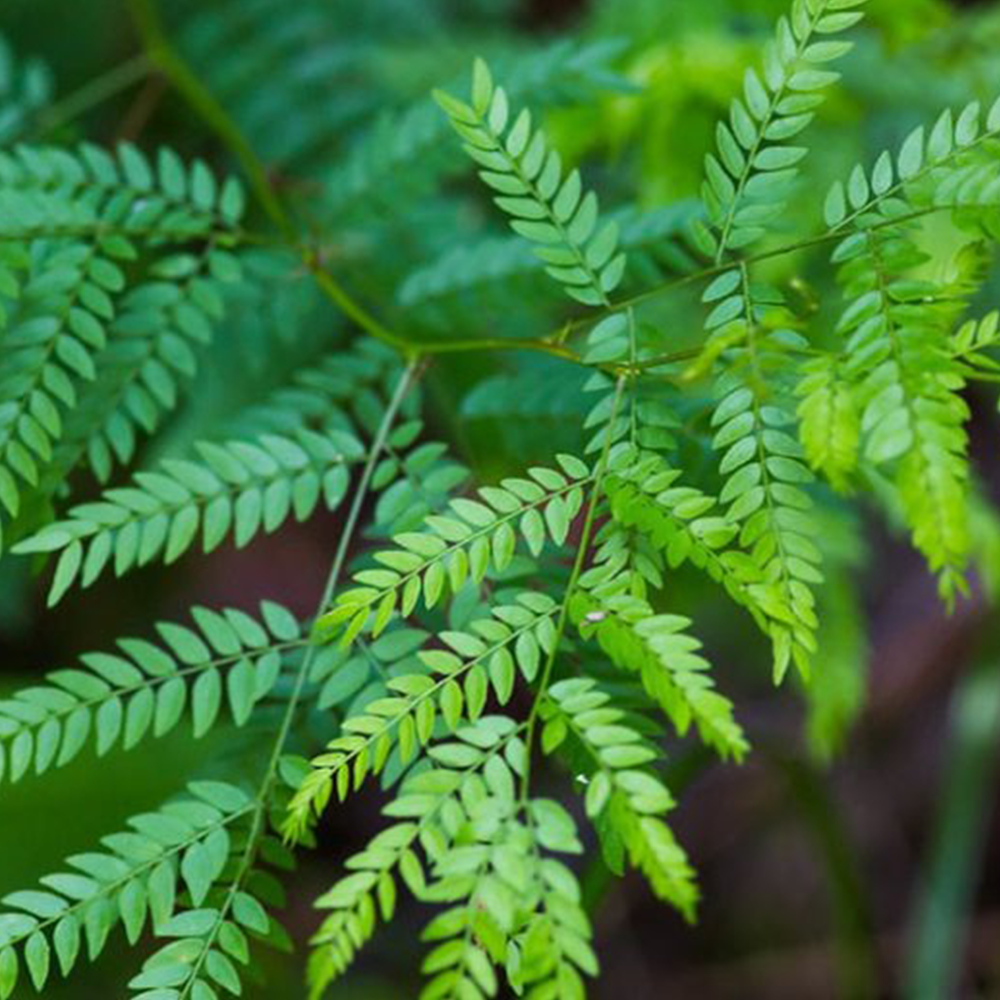 Honey Locust (Gleditsia triacanthos)