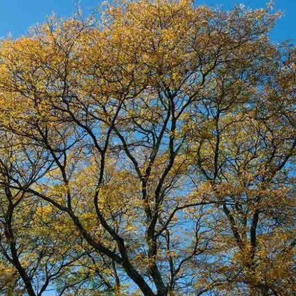 Honey Locust (Gleditsia triacanthos)